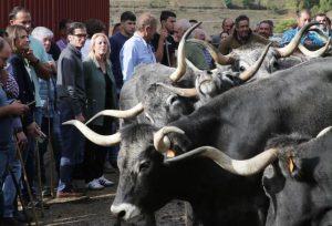 Cantabria comenzará a pagar las ayudas a la recría de ganado de razas puras a 1.530 ganaderos