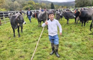 Cantabria recuperará las ferias de ganado bovino a partir del 1 de noviembre